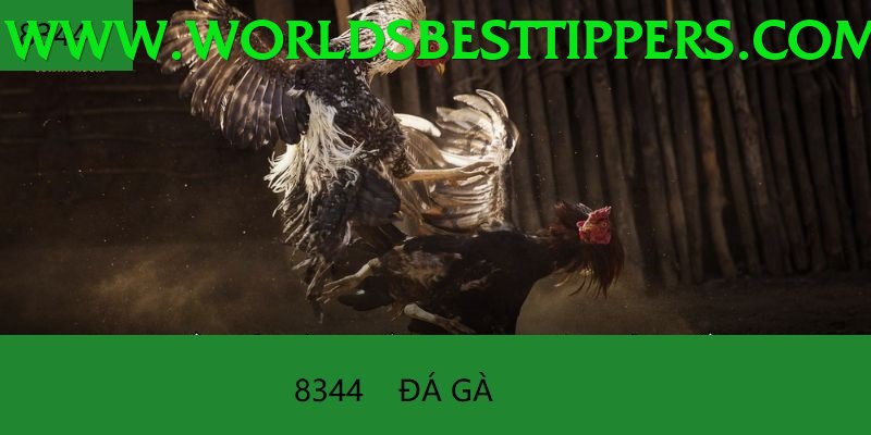 Đá Gà Trực Tiếp - Ưu đãi đặc biệt